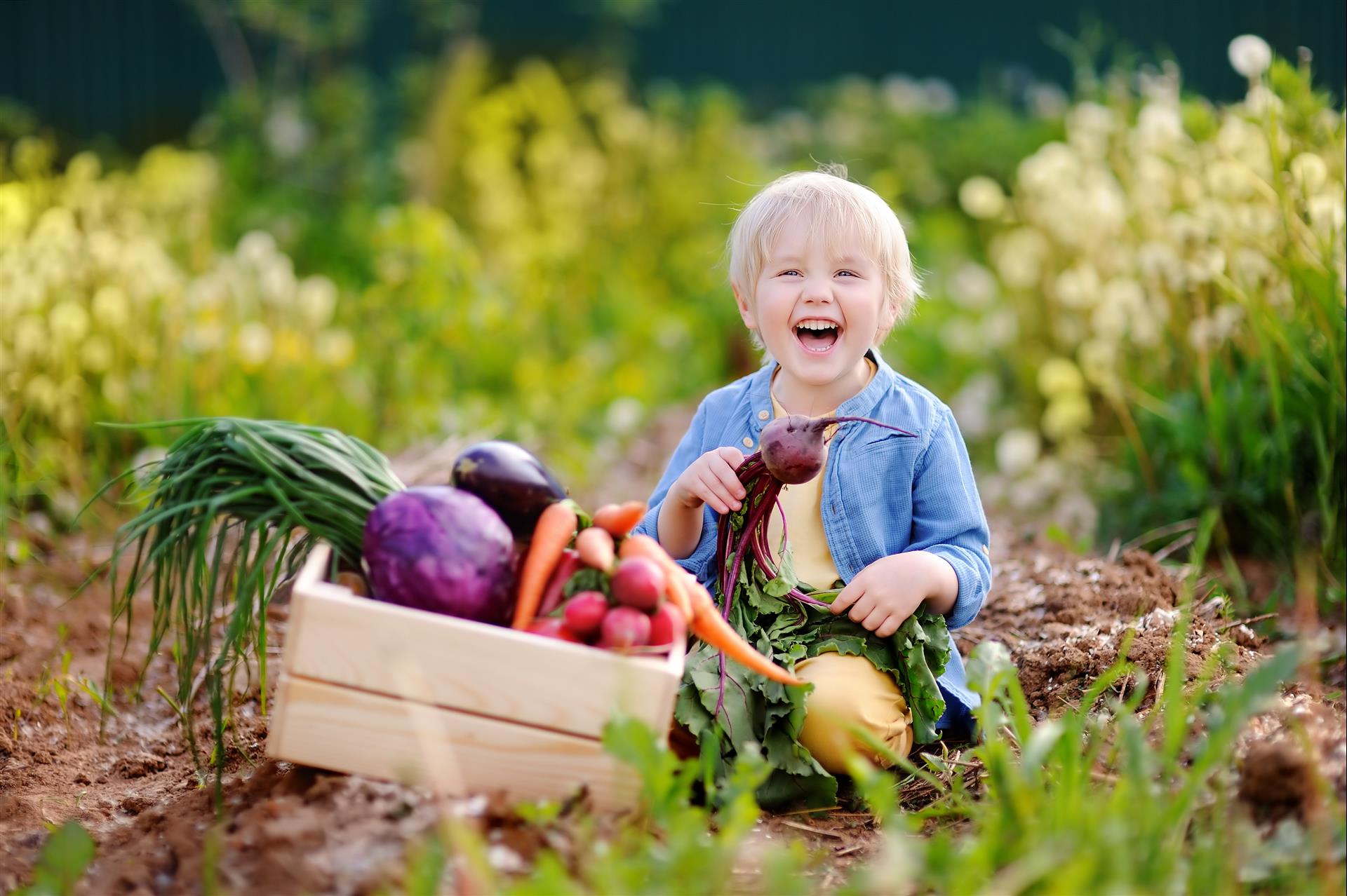Доставать урожай. Урожай для детей. Огород для детей. Дачница с урожаем. Фотосессия на грядках.